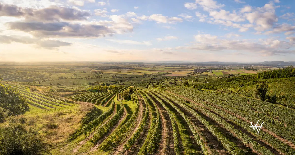 Ried Gösing, Ried Rosenberg, Fels am Wagram, Wagram, Niederösterreich © Austrian Wine  WSNA