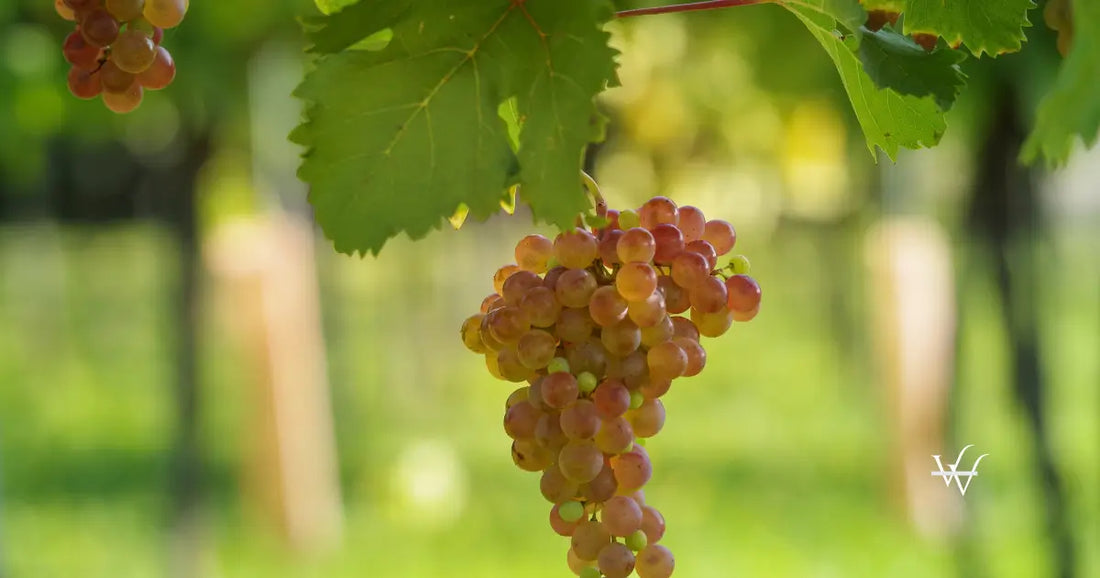 Roter Veltliner © Austrian Wine  WSNA