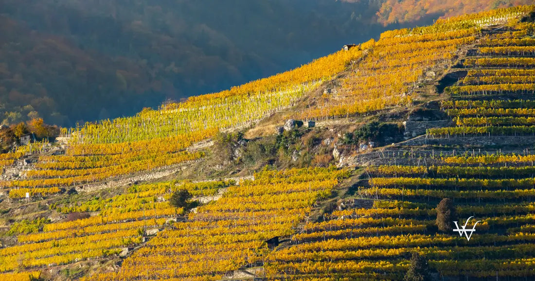 autumn vineyard in wachau region austria