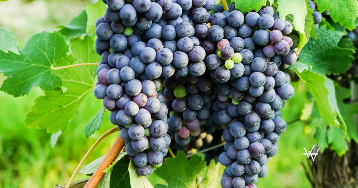 bunch of nebbiolo grapes