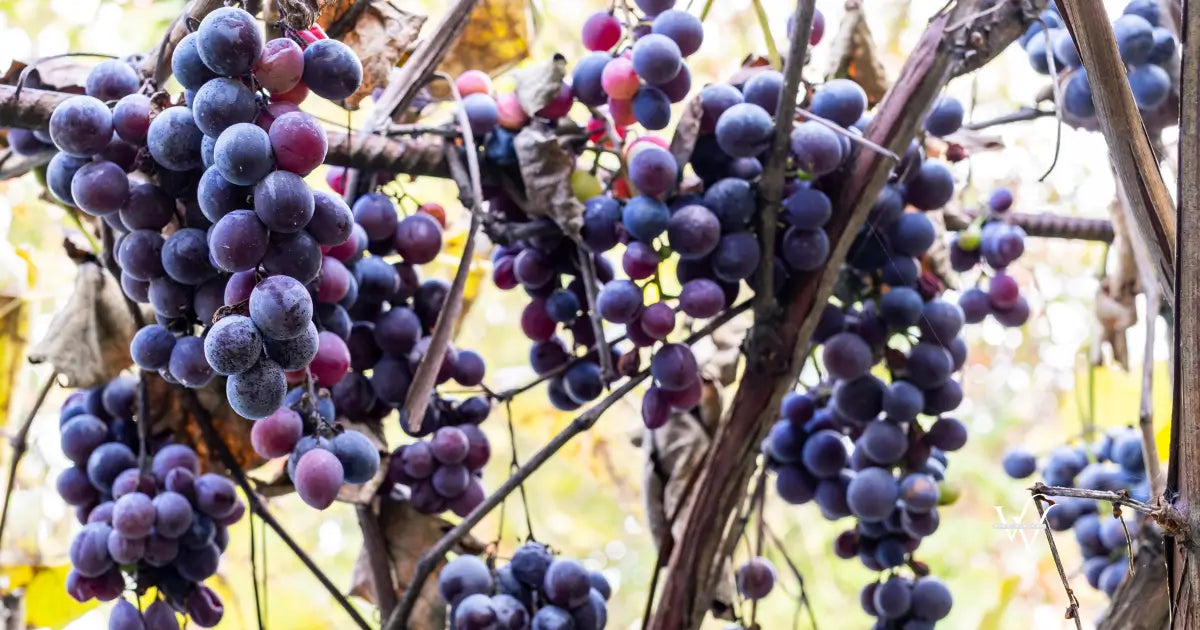 bunches of red moldova grapes in vineyard in autumn