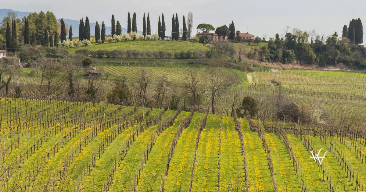 conegliano-vigneti-prosecco