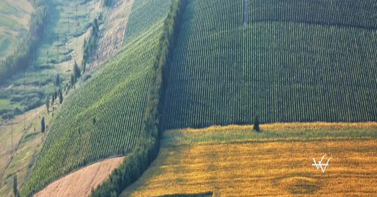 fautor vineyards