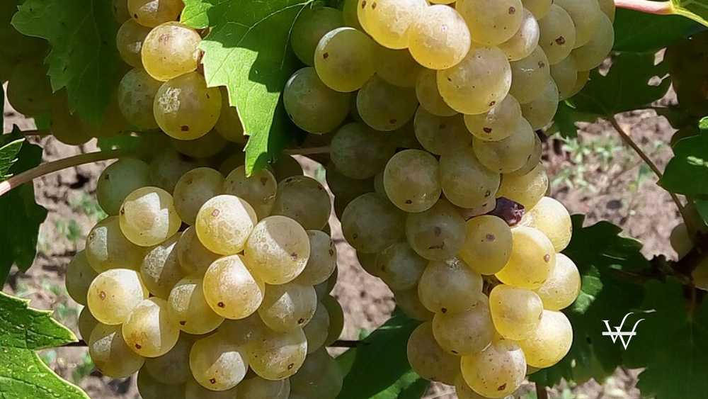 feteasca alba grapes