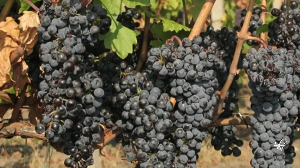 feteasca-neagra-grapes