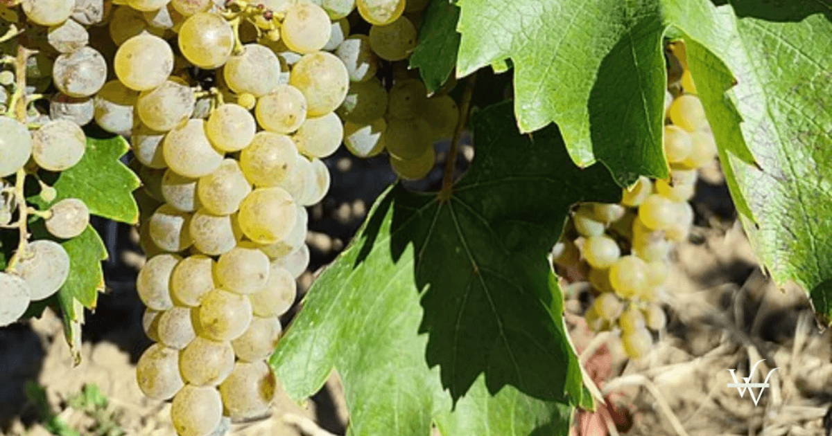 feteasca regala grapes