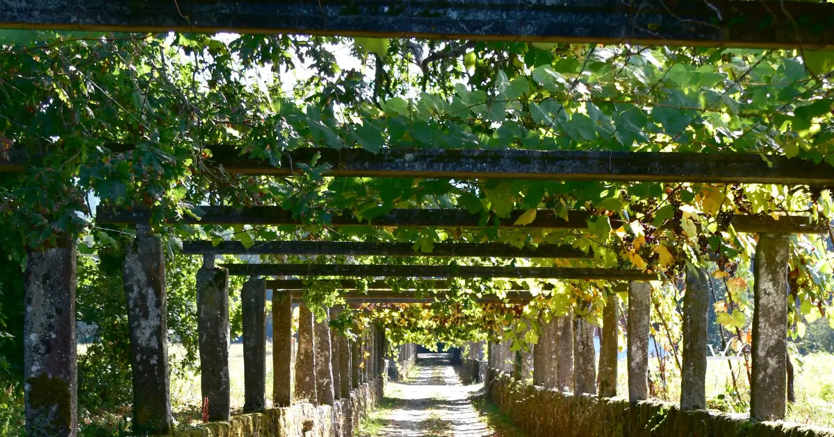 footpath-with-vine-tree-at-famous-albariño-wine-region-cambados-rias-baixas-galicia-spain