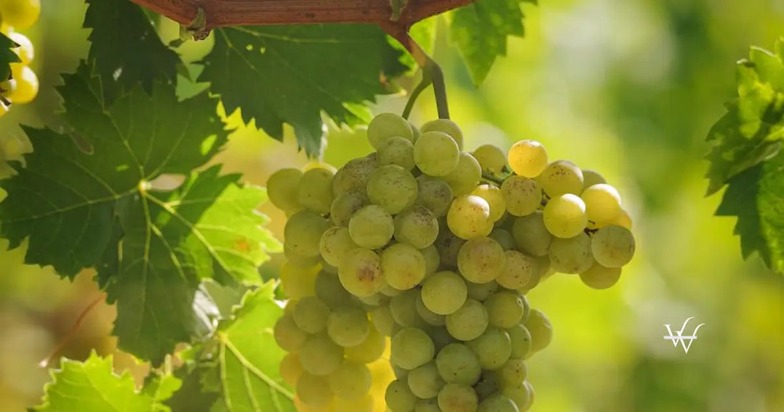 gelber muskateller austrian wine wsna
