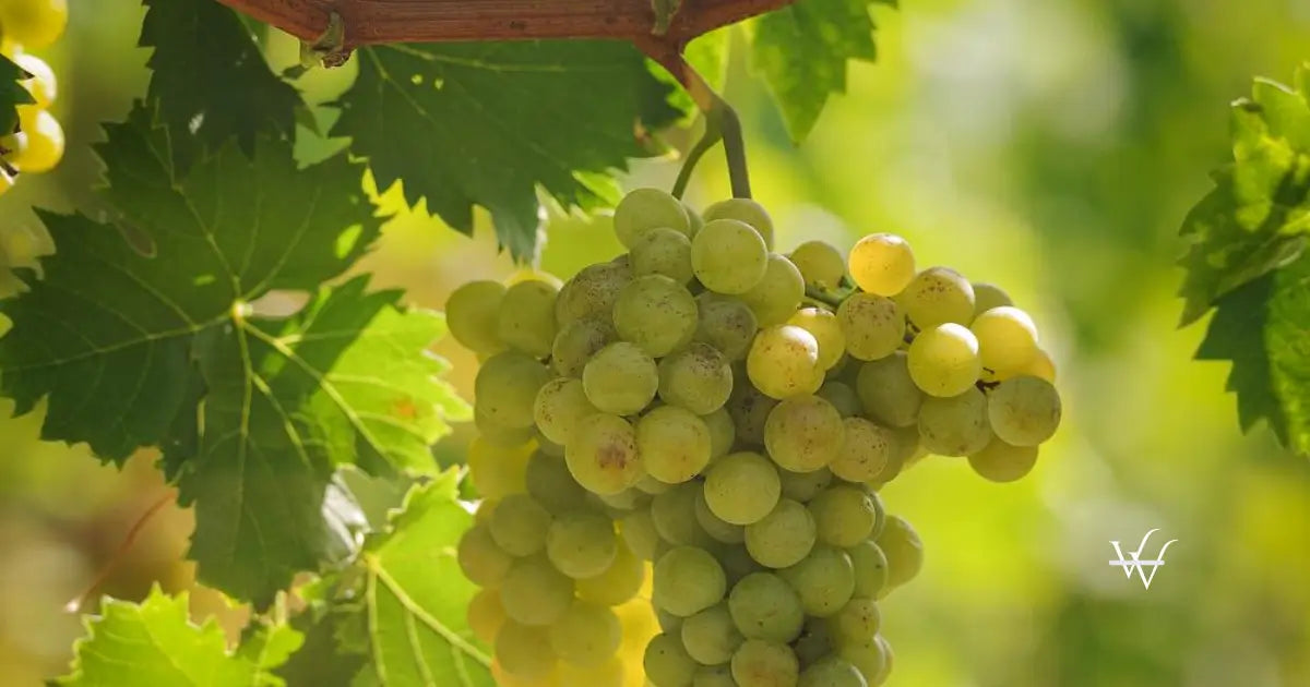 gelber muskateller austrian wine wsna