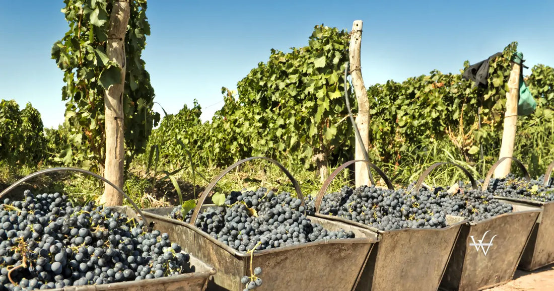grape harvest