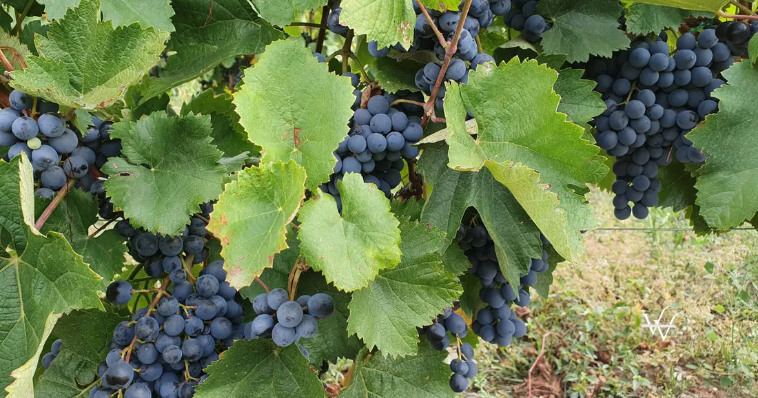 grapes saperavi
