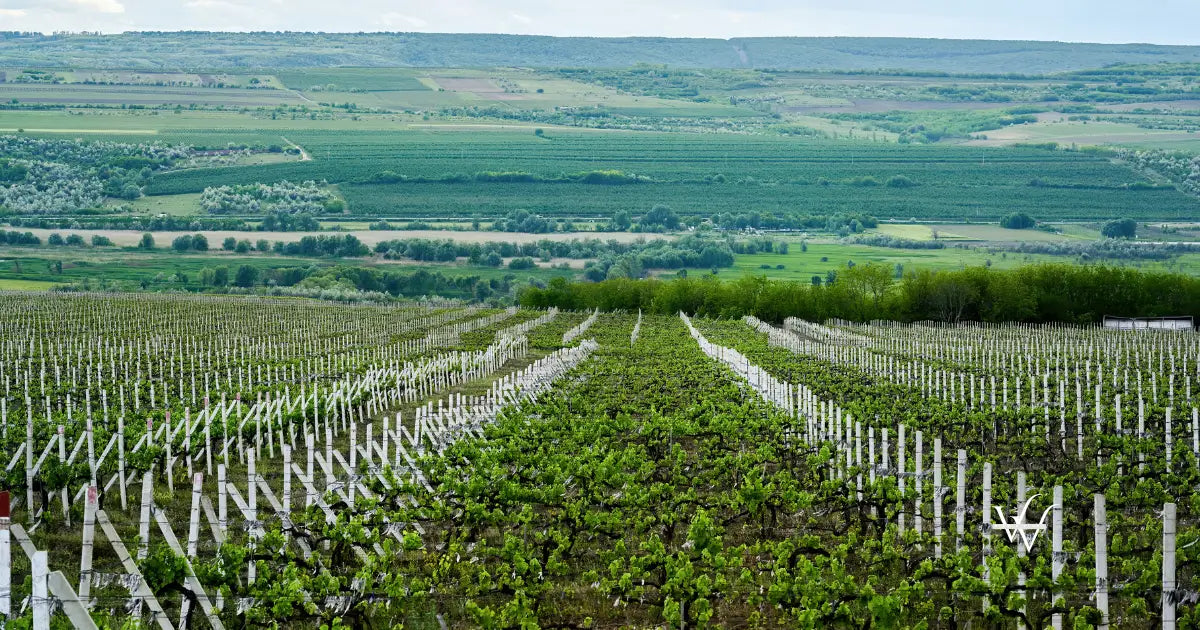 growing vineyards in moldova