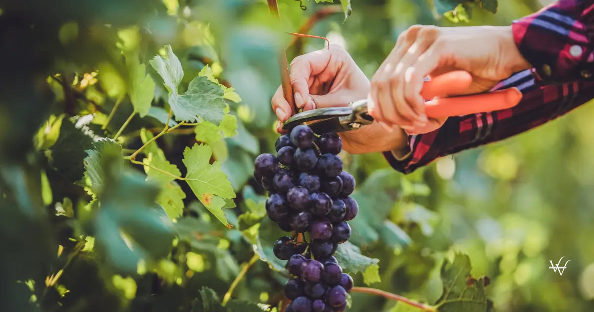 harvesting grapes