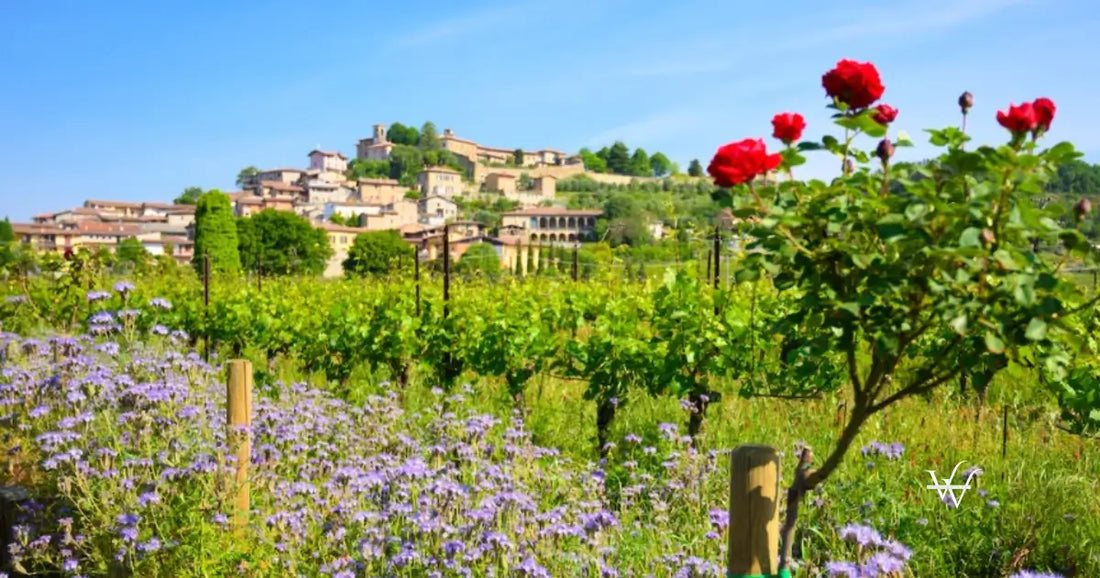 italy franciacorta wine region