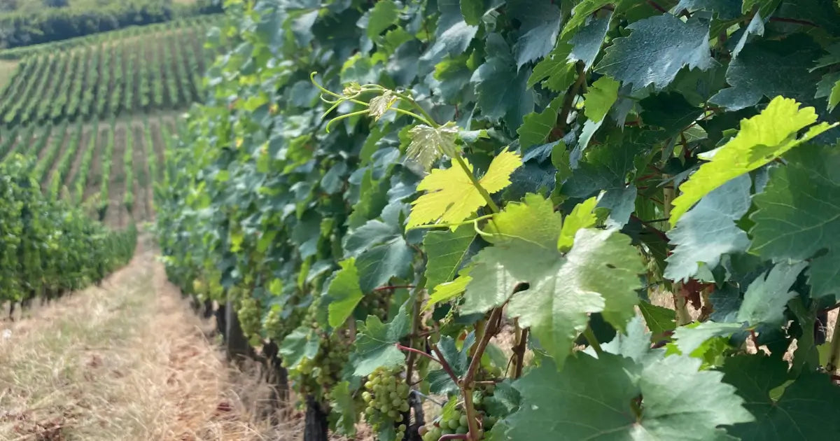 moldova vineyards codru pgi crama mircesti