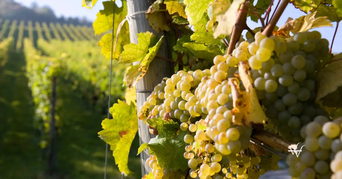 pinot blanc grapes