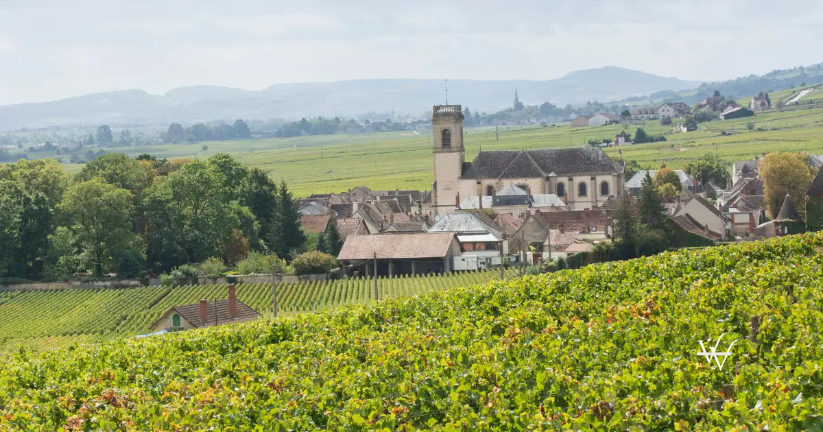 pomerol french vineyards