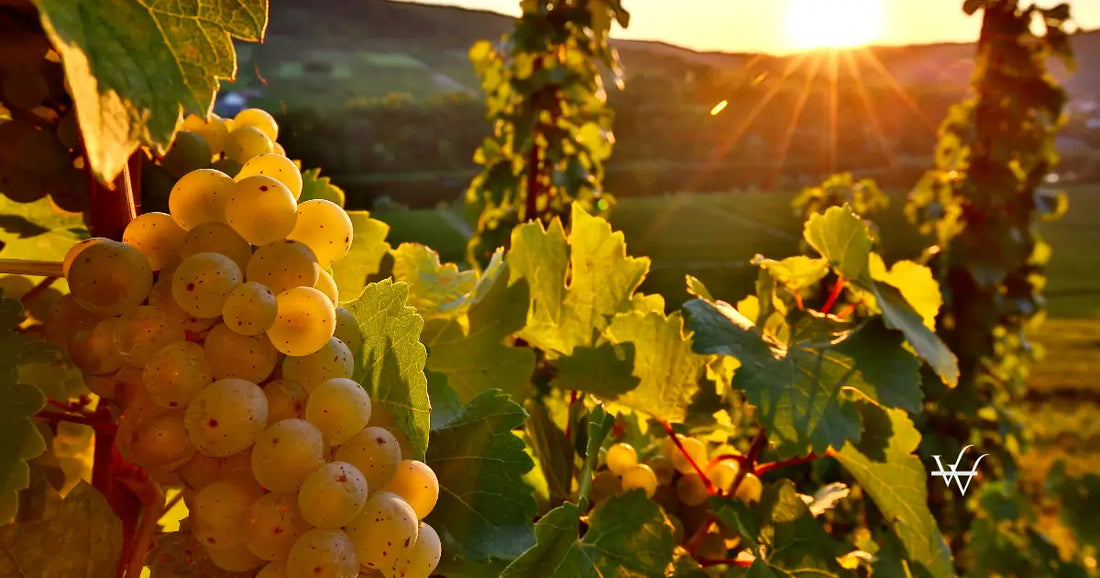 riesling grape