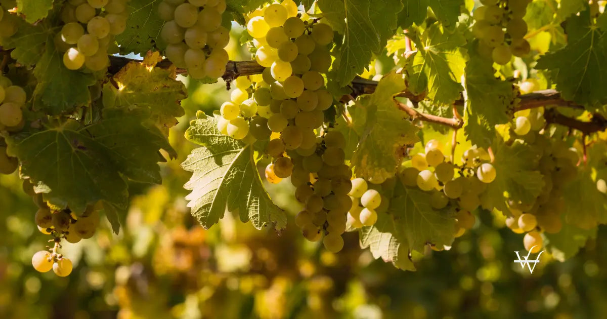 ripe-sauvignon-blanc-grapes