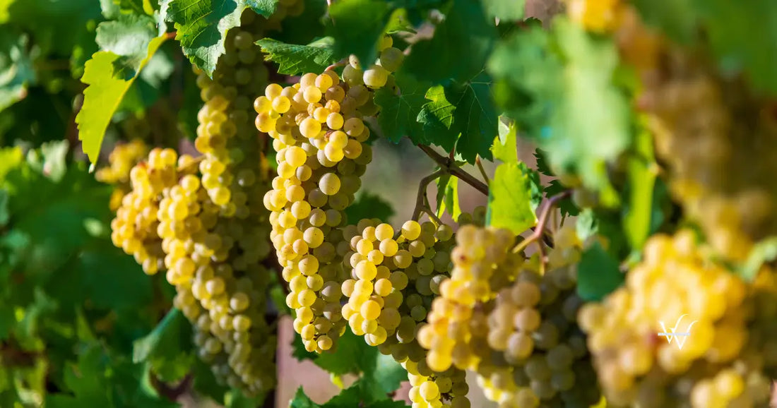ripe white chardonnay grapes on vine