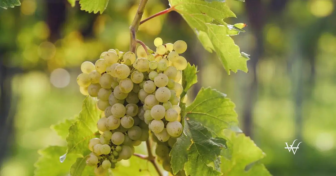 rotgipfler austrian wine wsna