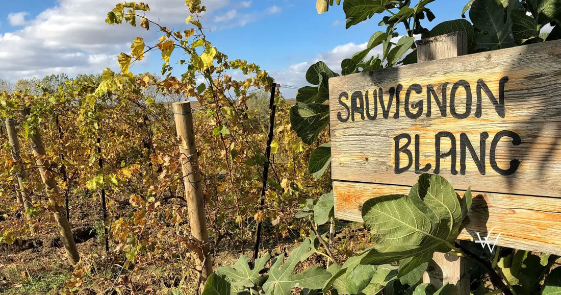 sauvignon blanc sign in a vineyard