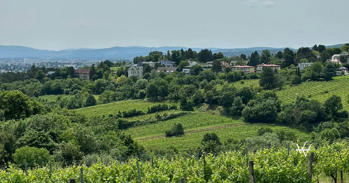 scenic vineyard landscape near vienna austria