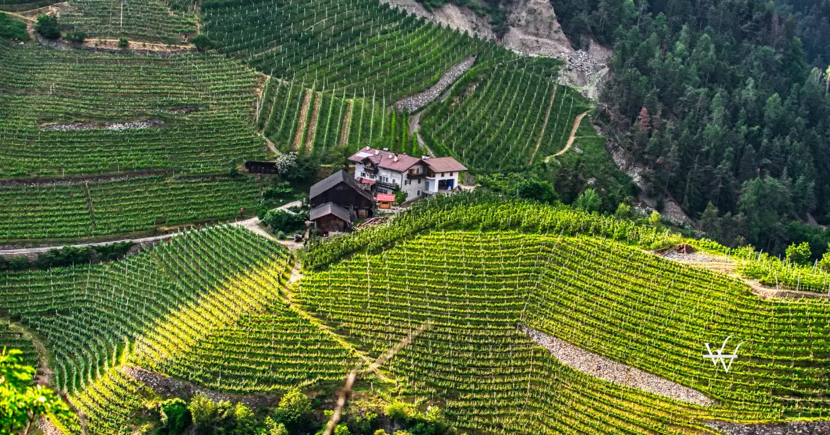sky-top-view-of-vineyards-in-trentino-alto-adige