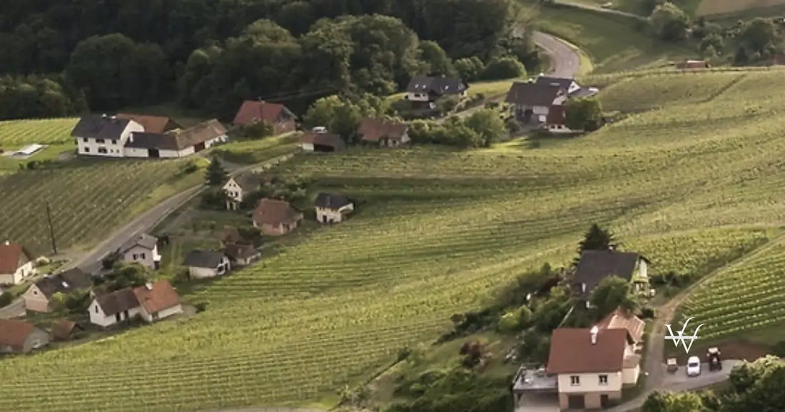steiermark vineyards austria
