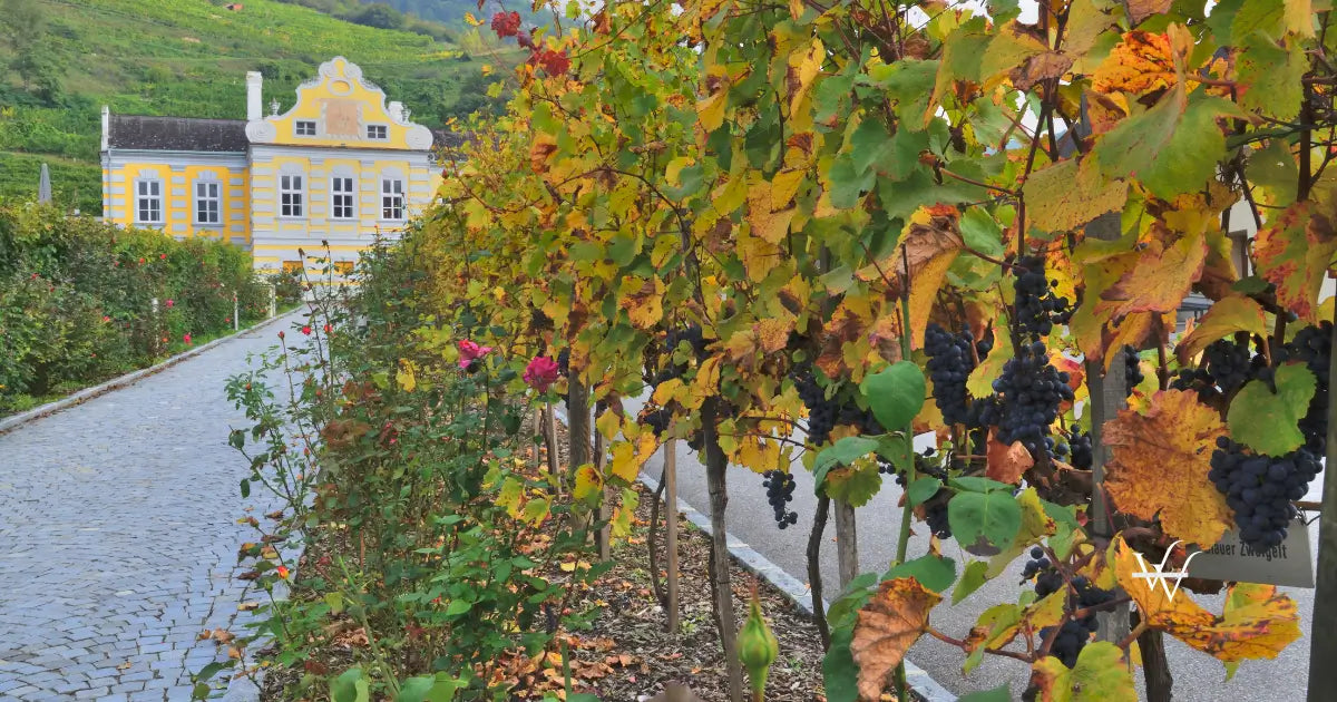 the baroque cellar castle dürnstein