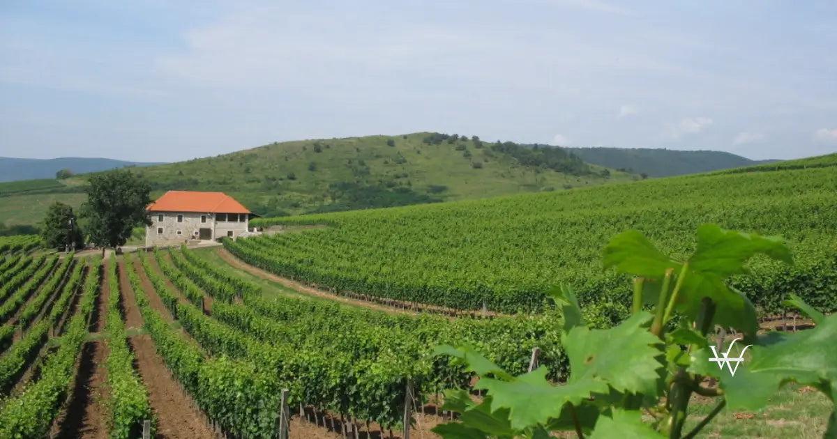tokaj-pajzos-house-vineyard