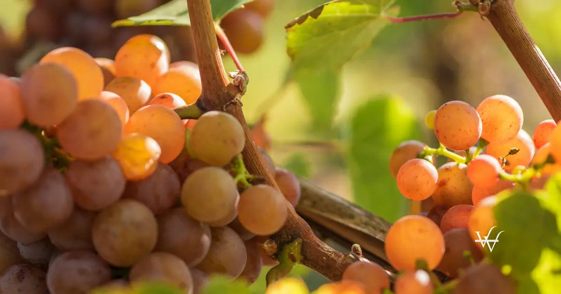traminer ripens in the sun