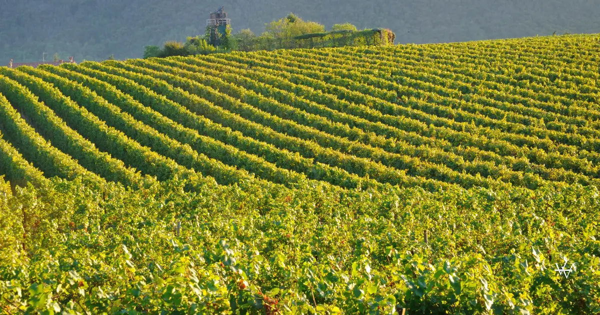 vineyard in franciacorta before sunset