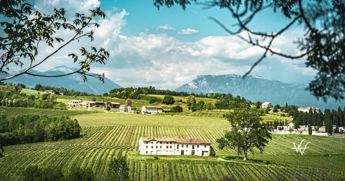 vineyard-landscape-in-susegana-veneto-italy
