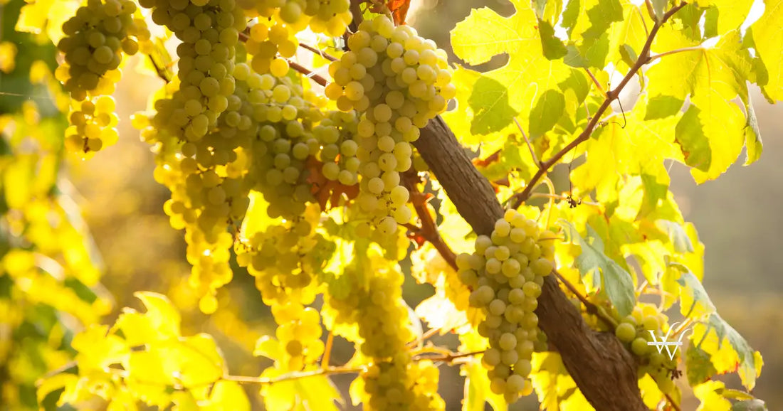 vineyard viorica grapes