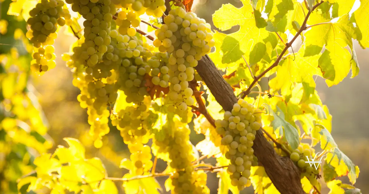 vineyard viorica grapes