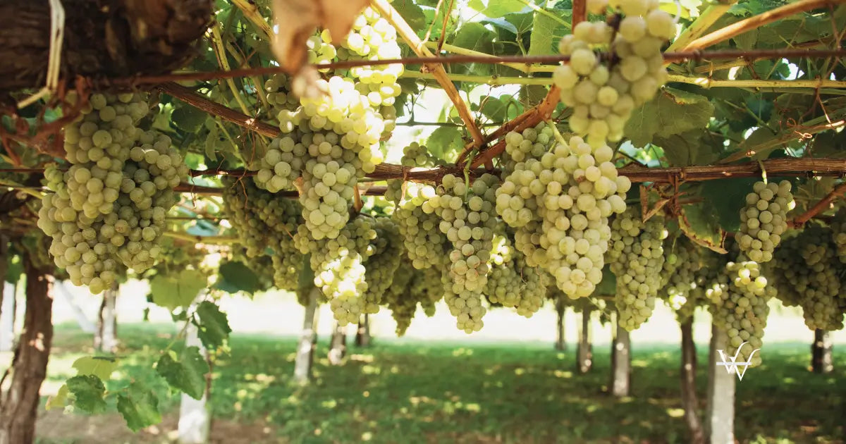 vineyards for albarino wine in galicia spain