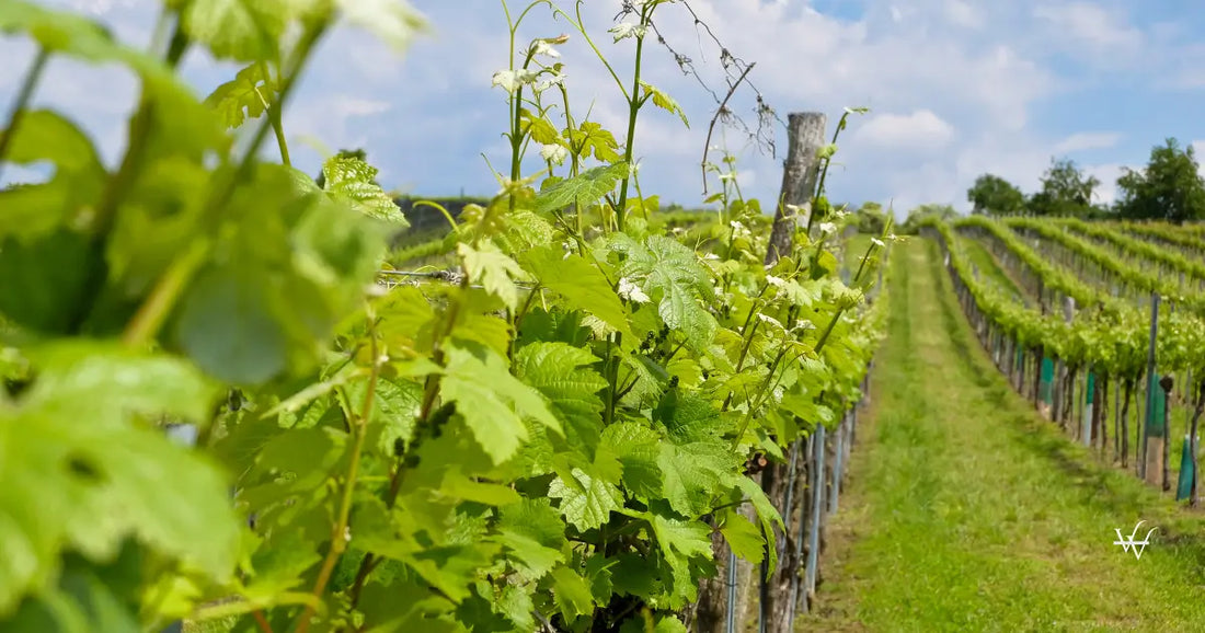 vineyards in springtime kamptal lower austria
