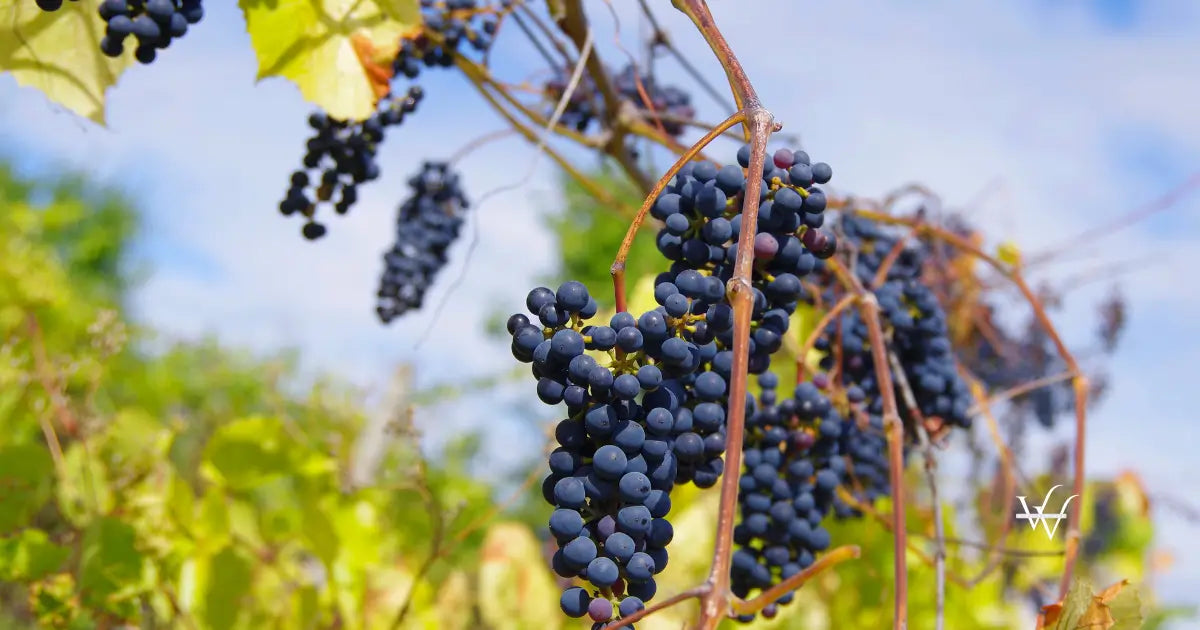 vineyards near chisinau moldova