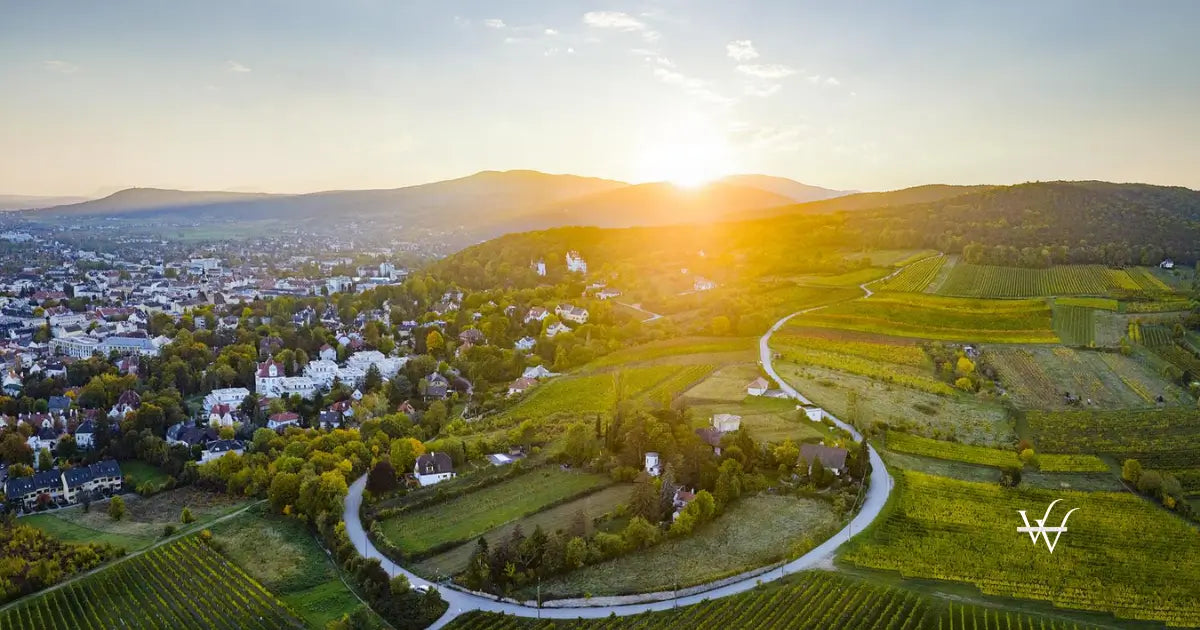 weingarten-in-der-thermenregion-bei-baden-austrian-wine-wsna