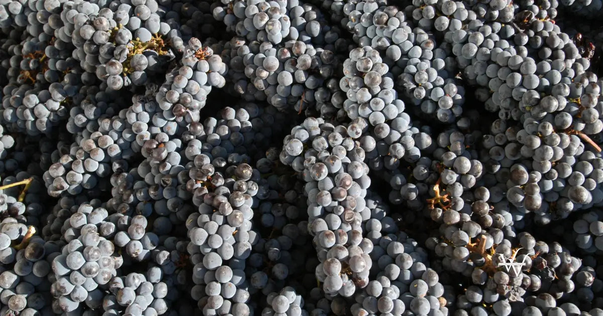 wine grape at harvest